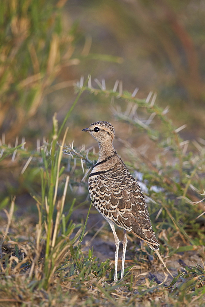 Two-banded courser (double-banded courser) (Rhinoptilus africanus), Ngorongoro Conservation Area, UNESCO World Heritage Site, Serengeti, Tanzania, East Africa, Africa