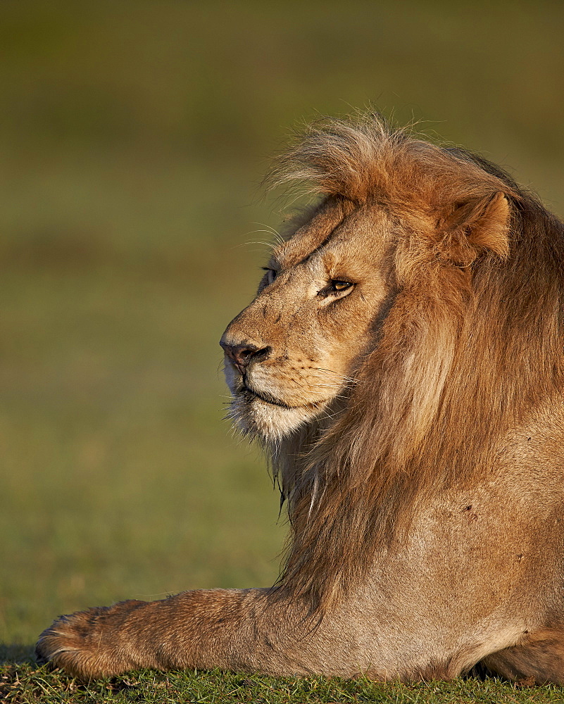 Lion (Panthera leo), Ngorongoro Conservation Area, UNESCO World Heritage Site, Serengeti, Tanzania, East Africa, Africa