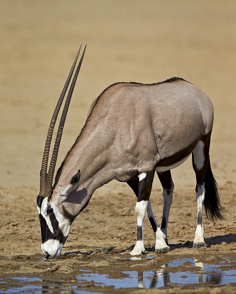 Gemsbok (South African oryx) (Oryx gazella) drinking, Kgalagadi Transfrontier Park encompassing the former Kalahari Gemsbok National Park, South Africa, Africa