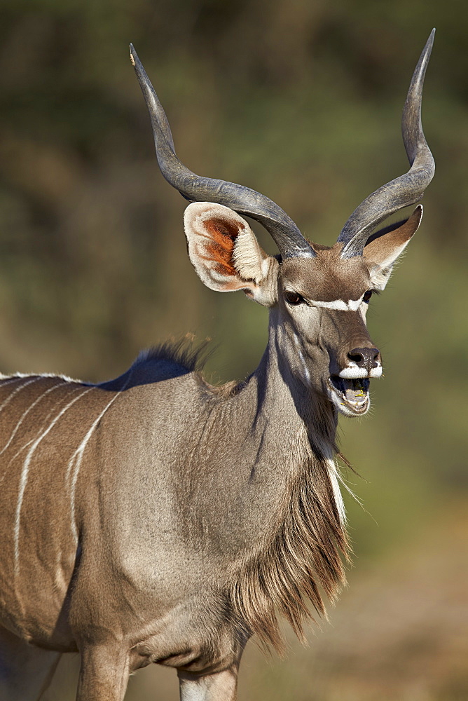 Greater kudu (Tragelaphus strepsiceros) buck with his mouth open, Kgalagadi Transfrontier Park encompassing the former Kalahari Gemsbok National Park, South Africa, Africa