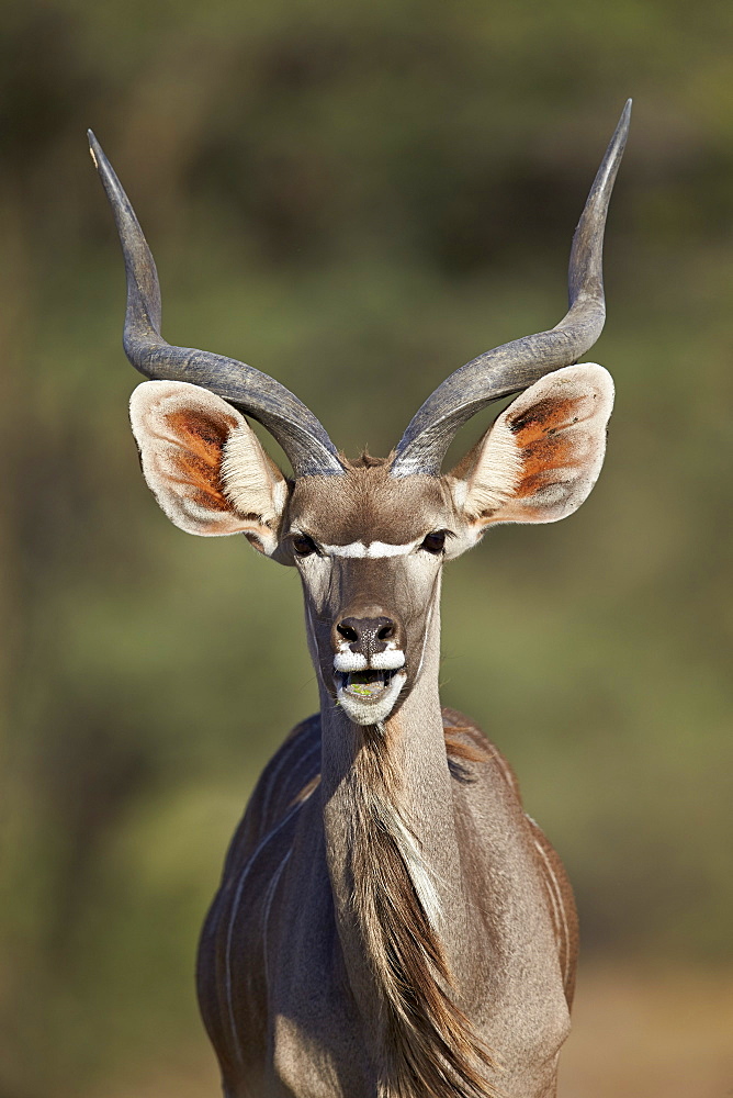 Greater kudu (Tragelaphus strepsiceros) buck with his mouth open, Kgalagadi Transfrontier Park encompassing the former Kalahari Gemsbok National Park, South Africa, Africa