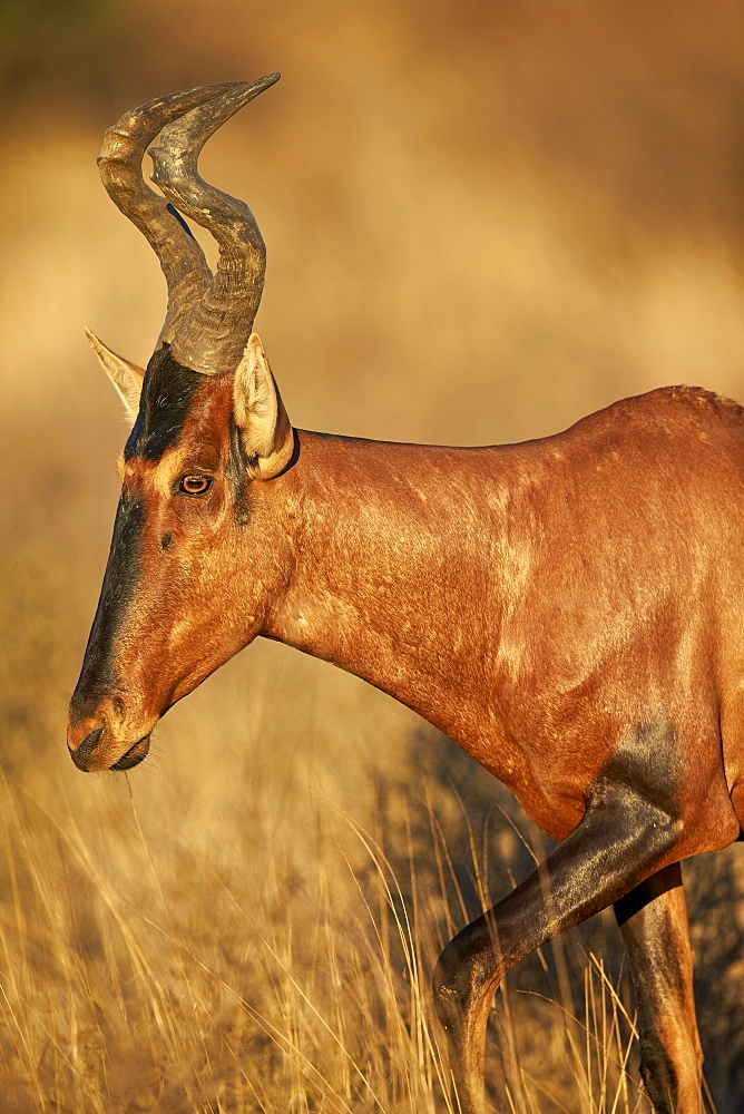 Red hartebeest (Alcelaphus buselaphus), Kgalagadi Transfrontier Park encompassing the former Kalahari Gemsbok National Park, South Africa, Africa