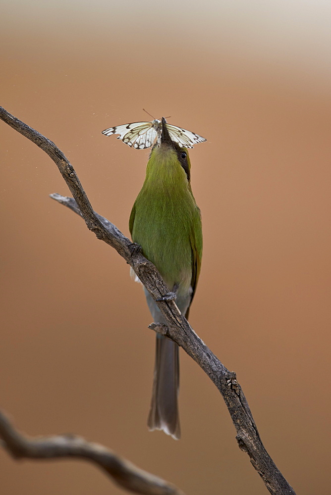 Swallow-tailed bee-eater (Merops hirundineus), juvenile with a butterfly, Kgalagadi Transfrontier Park encompassing the former Kalahari Gemsbok National Park, South Africa, Africa