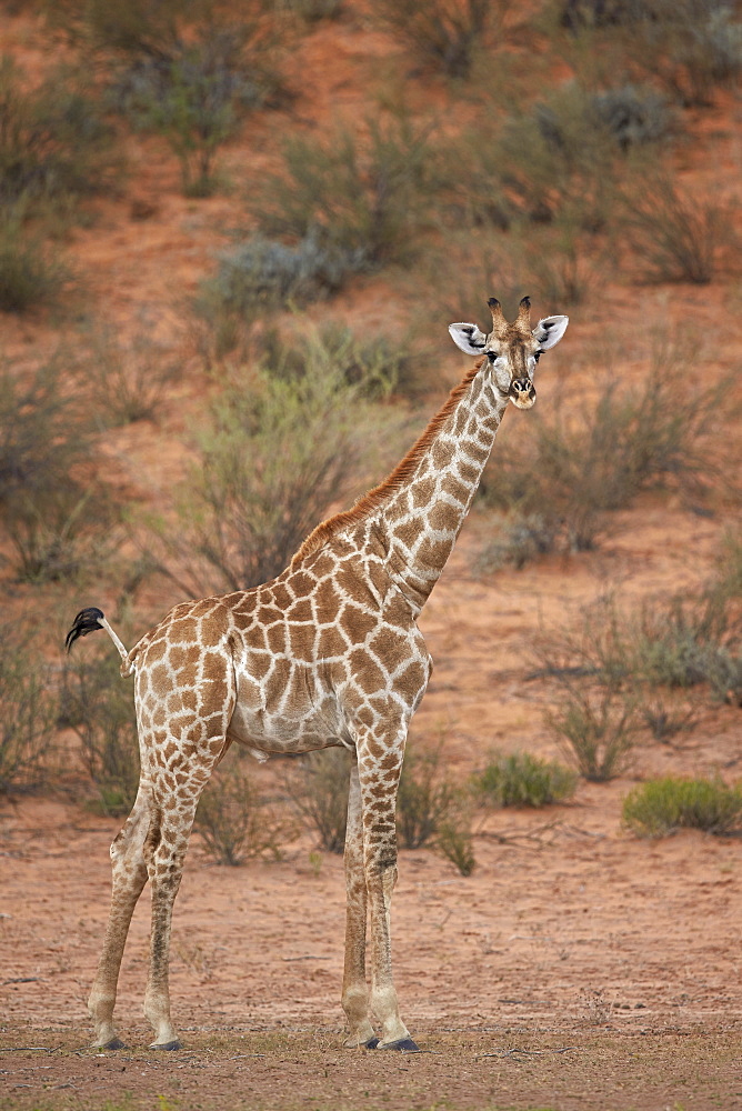 Cape giraffe (Giraffa camelopardalis giraffa), Kgalagadi Transfrontier Park encompassing the former Kalahari Gemsbok National Park, South Africa, Africa