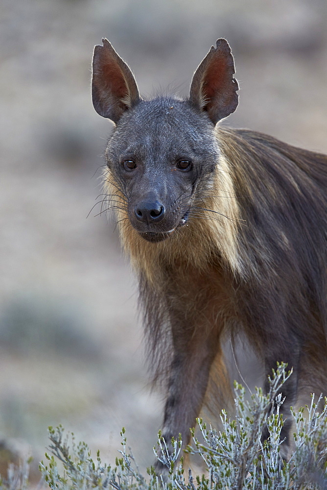 Brown hyena (Hyaena brunnea) (formerly Parahyaena brunnea), Kgalagadi Transfrontier Park encompassing the former Kalahari Gemsbok National Park, South Africa, Africa