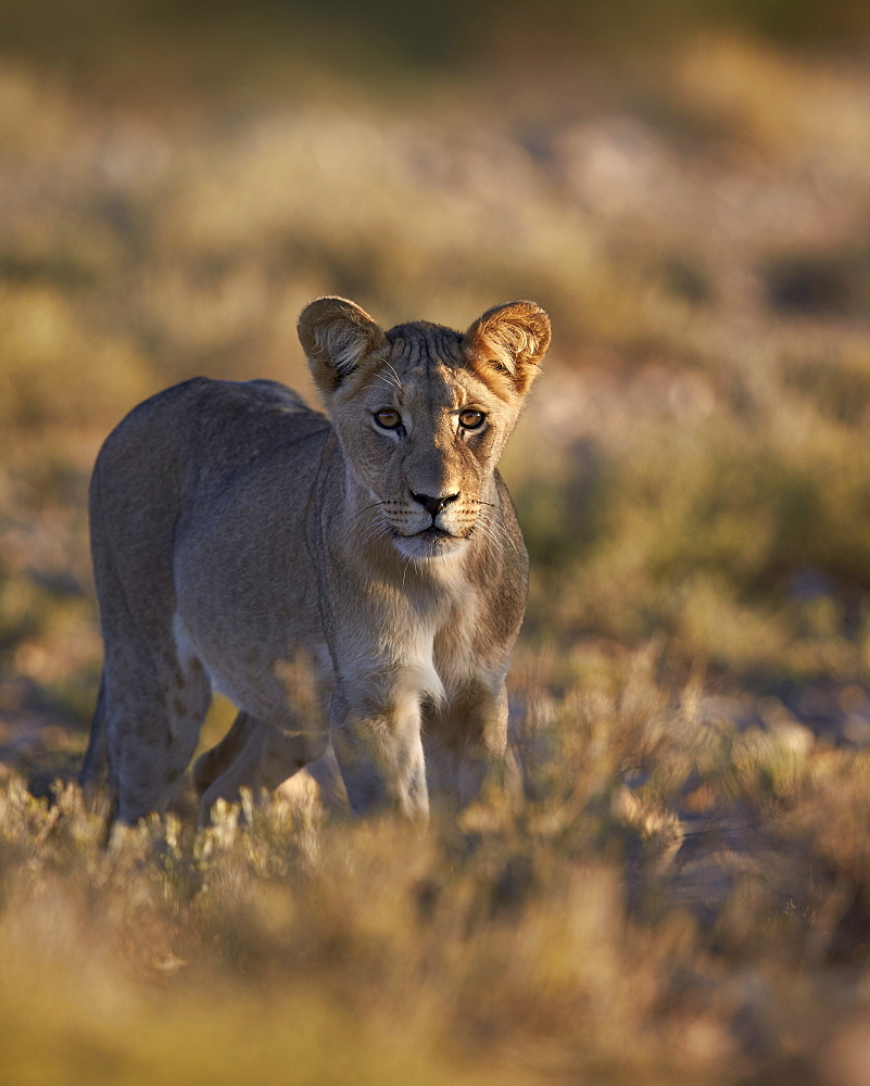 Lion (Panthera leo), immature, Kgalagadi Transfrontier Park encompassing the former Kalahari Gemsbok National Park, South Africa, Africa