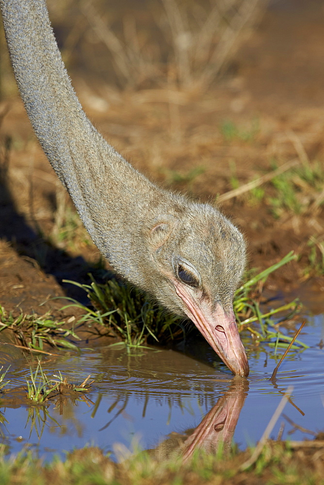 Common ostrich (Struthio camelus) drinking, Kgalagadi Transfrontier Park encompassing the former Kalahari Gemsbok National Park, South Africa, Africa