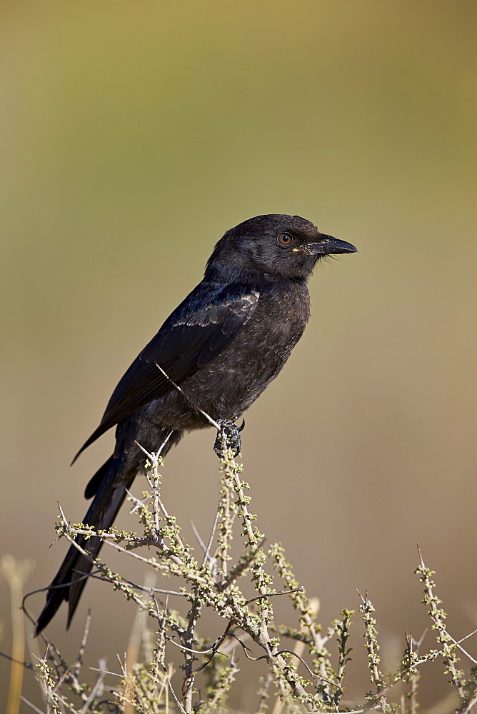 Fork-tailed drongo (Dicrurus adsimilis), Kgalagadi Transfrontier Park encompassing the former Kalahari Gemsbok National Park, South Africa, Africa