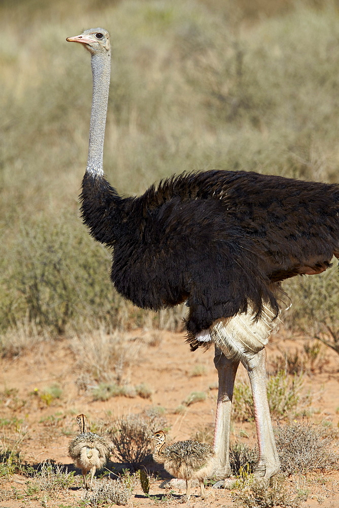 Common ostrich (Struthio camelus) male with two chicks, Kgalagadi Transfrontier Park encompassing the former Kalahari Gemsbok National Park, South Africa, Africa