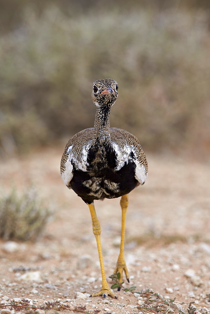 Northern black korhaan (Eupodotis afraoides), immature male, Kgalagadi Transfrontier Park encompassing the former Kalahari Gemsbok National Park, South Africa, Africa