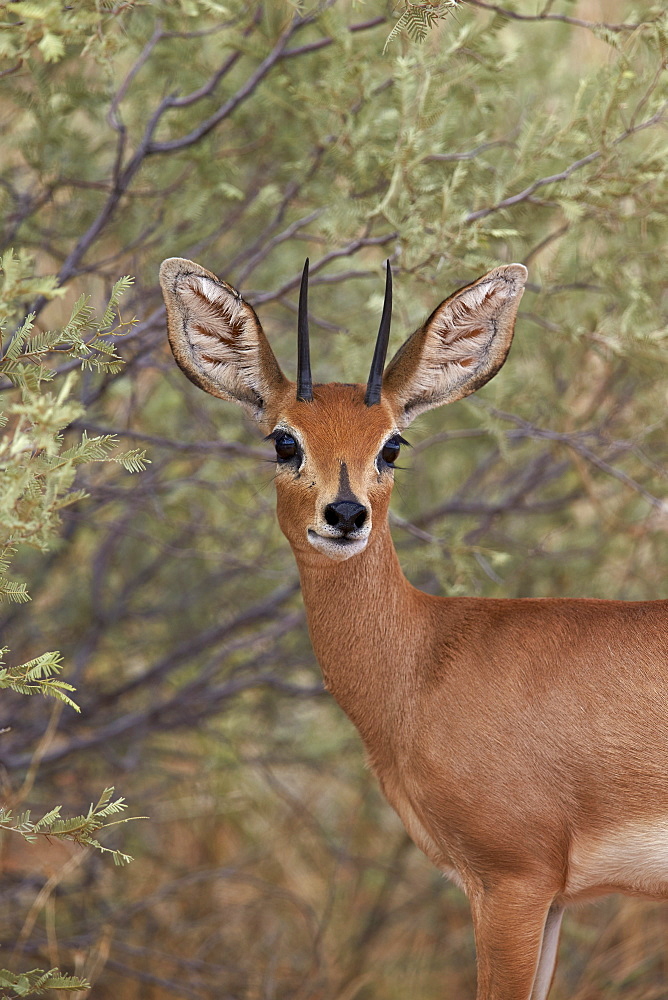 Steenbok (Raphicerus campestris) buck, Kgalagadi Transfrontier Park, encompassing the former Kalahari Gemsbok National Park, South Africa, Africa