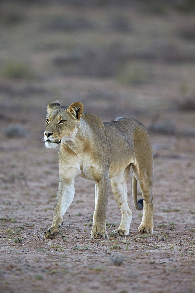 Lioness (Panthera leo), Kgalagadi Transfrontier Park encompassing the former Kalahari Gemsbok National Park, South Africa, Africa