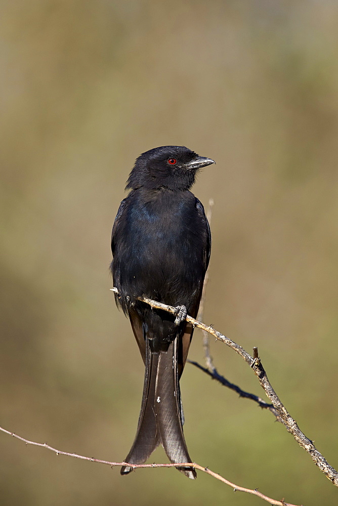 Fork-tailed drongo (Dicrurus adsimilis), Kgalagadi Transfrontier Park encompassing the former Kalahari Gemsbok National Park, South Africa, Africa