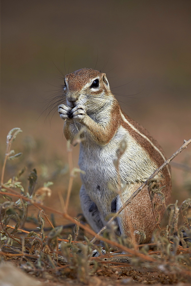 Cape ground squirrel (Xerus inauris) eating, Kgalagadi Transfrontier Park, encompassing the former Kalahari Gemsbok National Park, South Africa, Africa