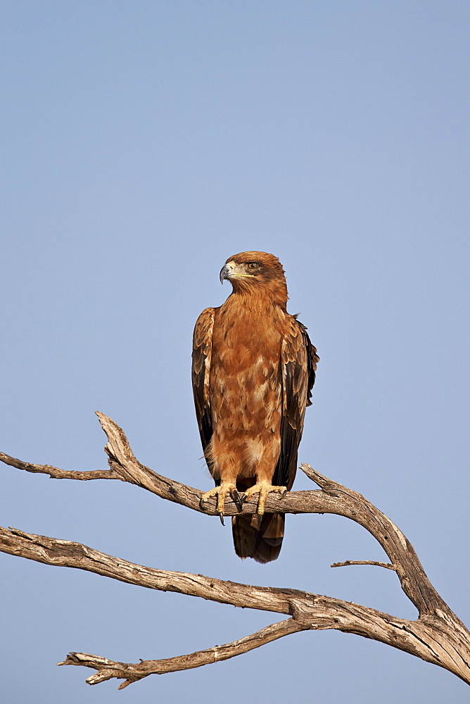 Tawny eagle (Aquila rapax), Kgalagadi Transfrontier Park, encompassing the former Kalahari Gemsbok National Park, South Africa, Africa