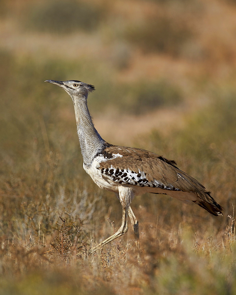 Kori bustard (Ardeotis kori), Kgalagadi Transfrontier Park, encompassing the former Kalahari Gemsbok National Park, South Africa, Africa