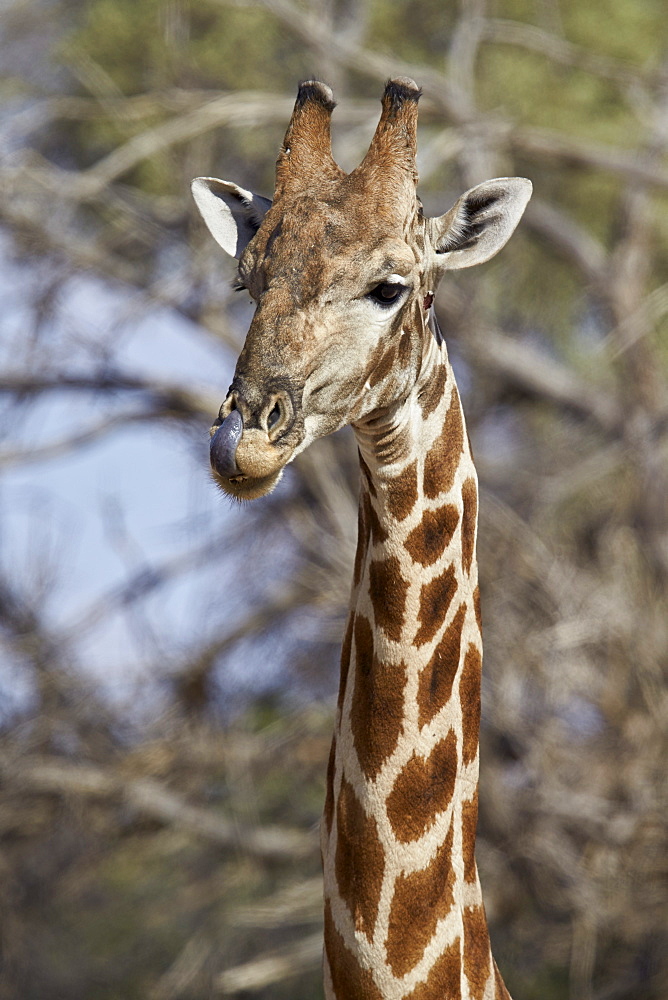 Cape giraffe (Giraffa camelopardalis giraffa) licking its nose after drinking, Kgalagadi Transfrontier Park, encompassing the former Kalahari Gemsbok National Park, South Africa, Africa