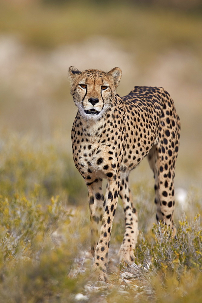 Cheetah (Acinonyx jubatus), Kgalagadi Transfrontier Park, encompassing the former Kalahari Gemsbok National Park, South Africa, Africa