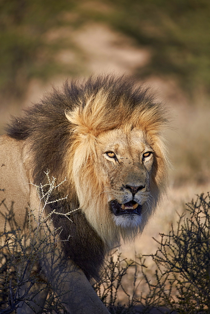 Lion (Panthera leo), Kgalagadi Transfrontier Park, encompassing the former Kalahari Gemsbok National Park, South Africa, Africa