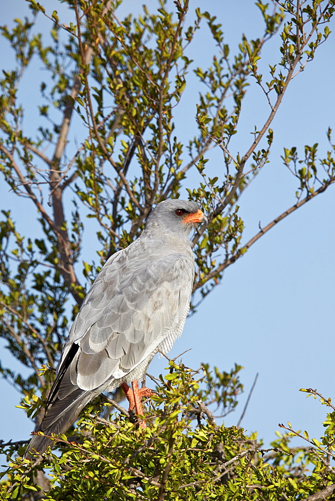 Southern pale chanting goshawk (Melierax canorus), Mountain Zebra National Park, South Africa, Africa