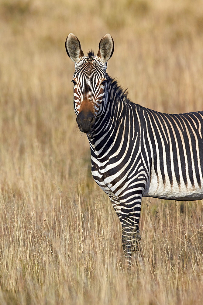 Cape mountain zebra (Equus zebra zebra), Mountain Zebra National Park, South Africa, Africa