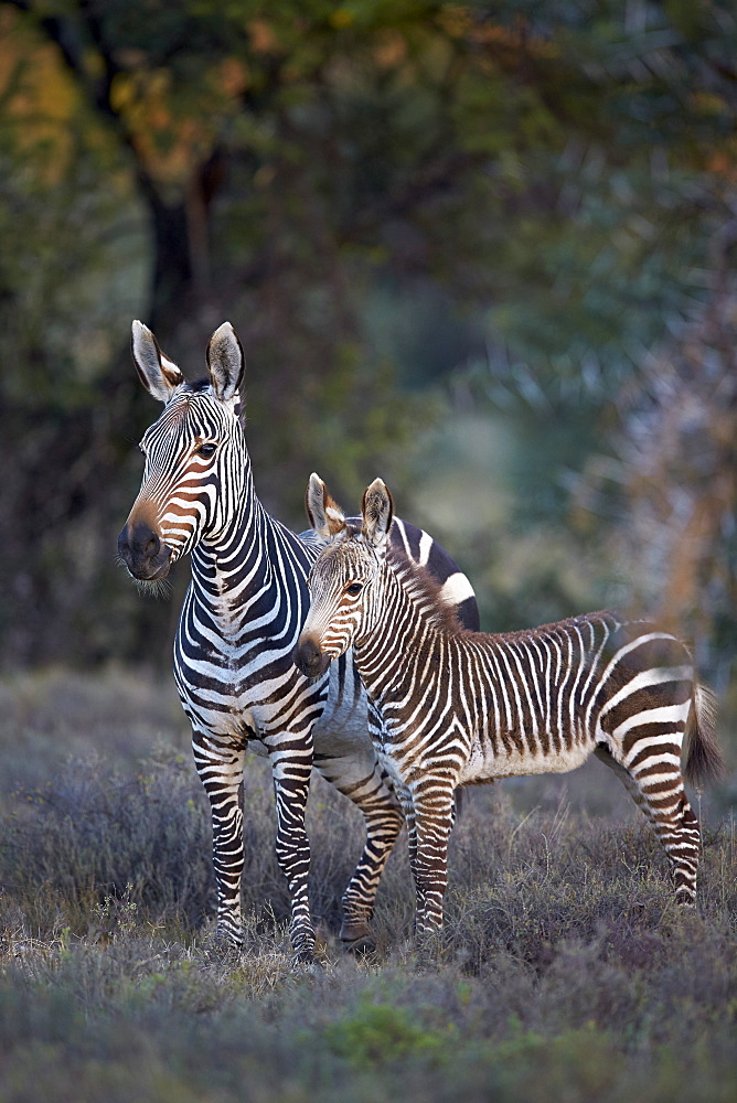 Cape mountain zebra (Equus zebra zebra) mare and foal, Mountain Zebra National Park, South Africa, Africa