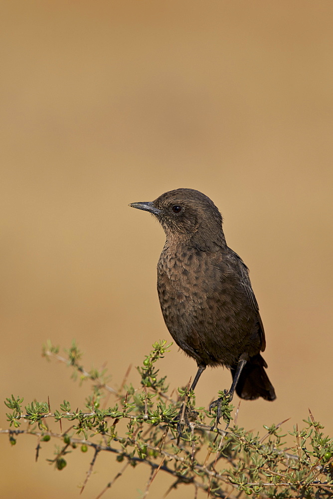 Southern ant-eating chat (Myrmecocichla formicivora), Mountain Zebra National Park, South Africa, Africa