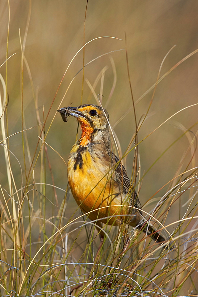 Orange-throated longclaw (Cape longclaw) (Macronyx capensis) with an insect, Mountain Zebra National Park, South Africa, Africa