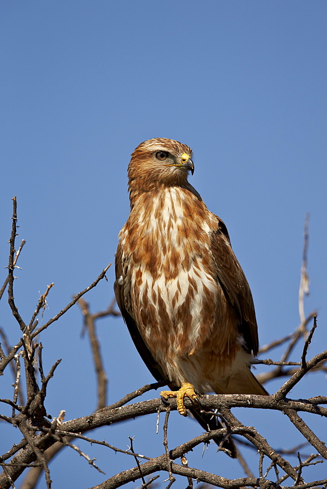 Steppe buzzard (common buzzard) (Buteo vulpinus) (Buteo buteo vulpinus), Mountain Zebra National Park, South Africa, Africa