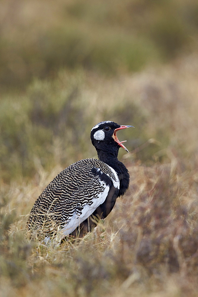 Southern black korhaan (Eupodotis afra) male calling, Mountain Zebra National Park, South Africa, Africa