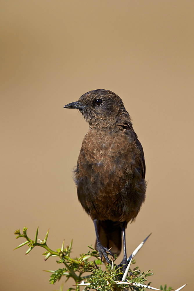 Southern ant-eating chat (Myrmecocichla formicivora), Mountain Zebra National Park, South Africa, Africa