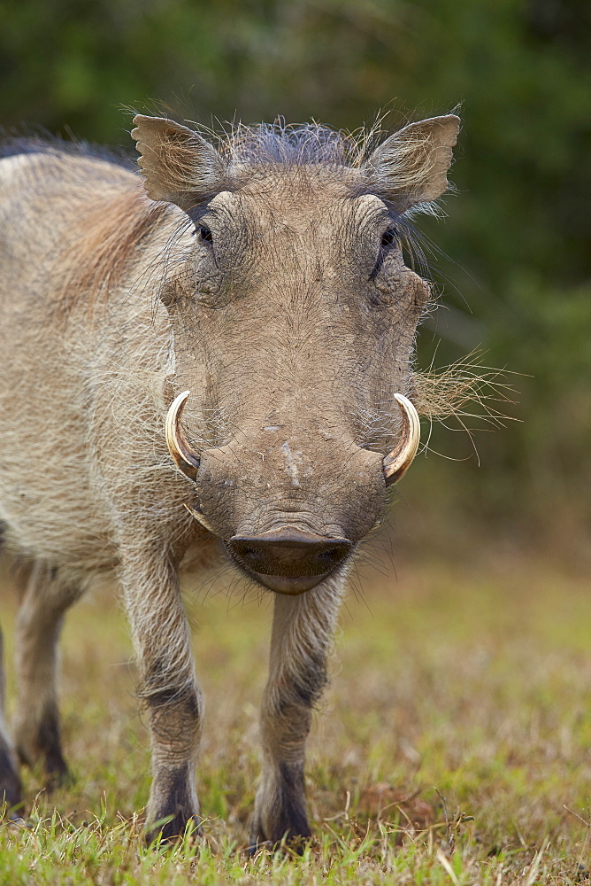 Warthog (Phacochoerus aethiopicus), Addo Elephant National Park, South Africa, Africa