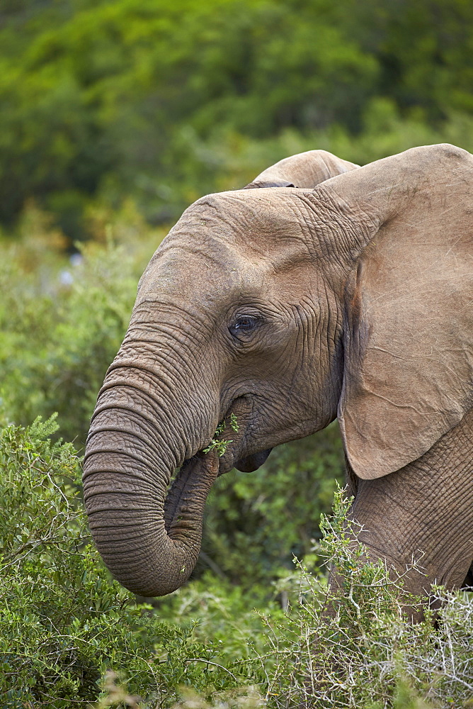 African elephant (Loxodonta africana) eating, Addo Elephant National Park, South Africa, Africa