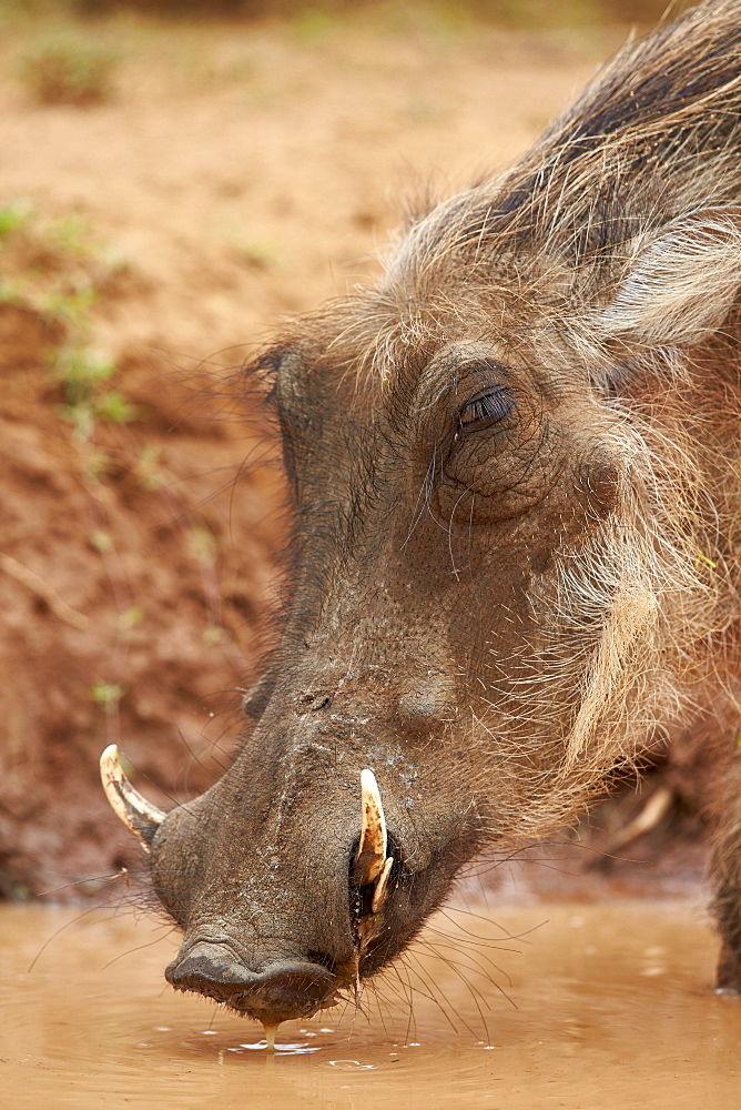 Warthog (Phacochoerus aethiopicus) drinking, Addo Elephant National Park, South Africa, Africa