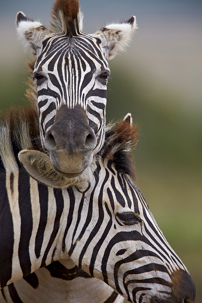 Common Zebra (Plains Zebra) (Burchell's Zebra) (Equus burchelli), Addo Elephant National Park, South Africa, Africa