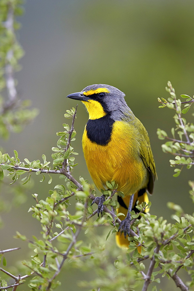 Bokmakierie (Telophorus zeylonus), Addo Elephant National Park, South Africa, Africa