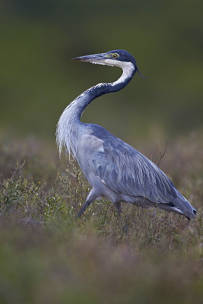 Black-headed heron (Ardea melanocephala), Addo Elephant National Park, South Africa, Africa