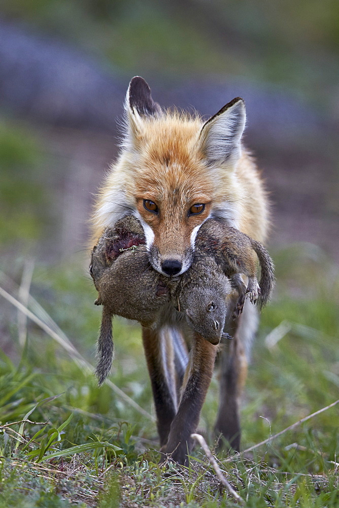 Red fox (Vulpes vulpes) (Vulpes fulva) carrying Uinta ground squirrel (Urocitellus armatus) prey, Yellowstone National Park, Wyoming, United States of America, North America