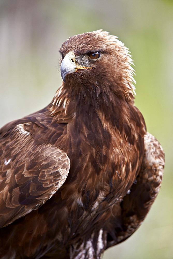 Golden eagle (Aquila chrysaetos), Yellowstone National Park, Wyoming, United States of America, North America