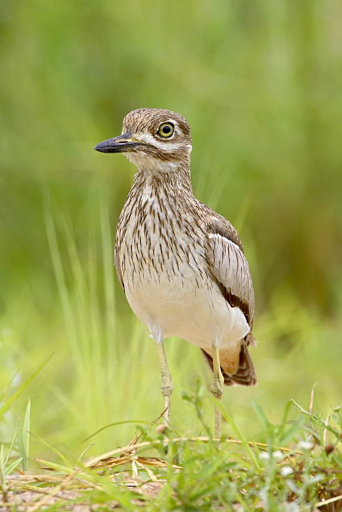 Water thickknee or water dikkop (Burhinus vermiculatus), Greater Limpopo Transfrontier Park,encompassing the former Kruger National Park, South Africa, Africa