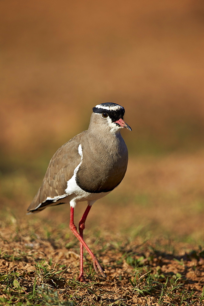 Crowned plover (crowned lapwing) (Vanellus coronatus), Addo Elephant National Park, South Africa, Africa