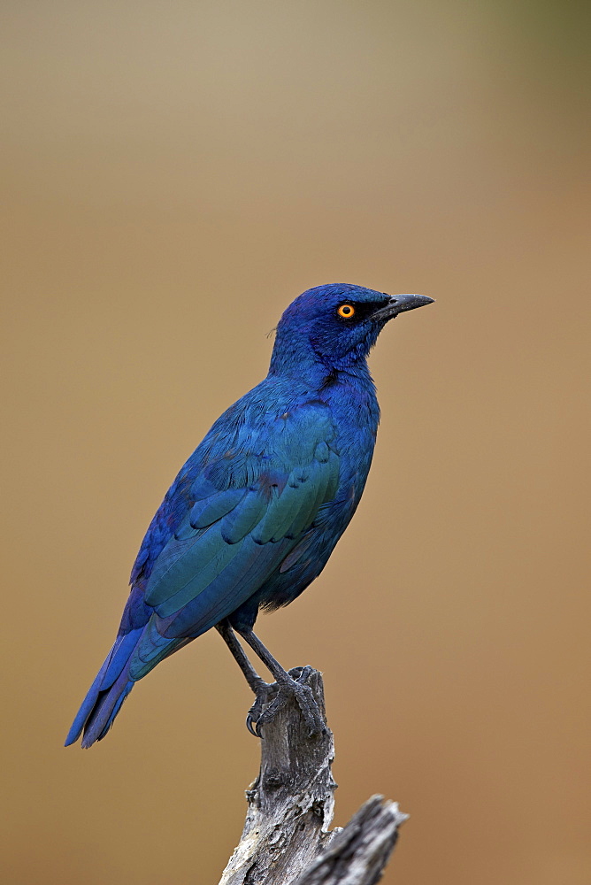 Greater blue-eared glossy starling (Lamprotornis chalybaeus), Kruger National Park, South Africa, Africa