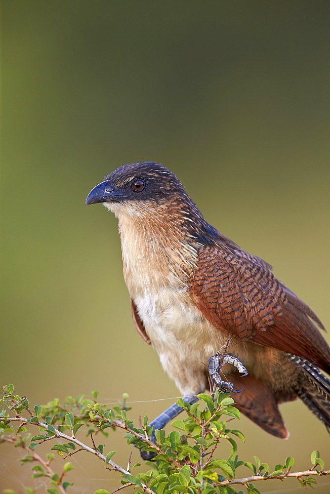 Burchell's coucal (Centropus burchellii), Kruger National Park, South Africa, Africa