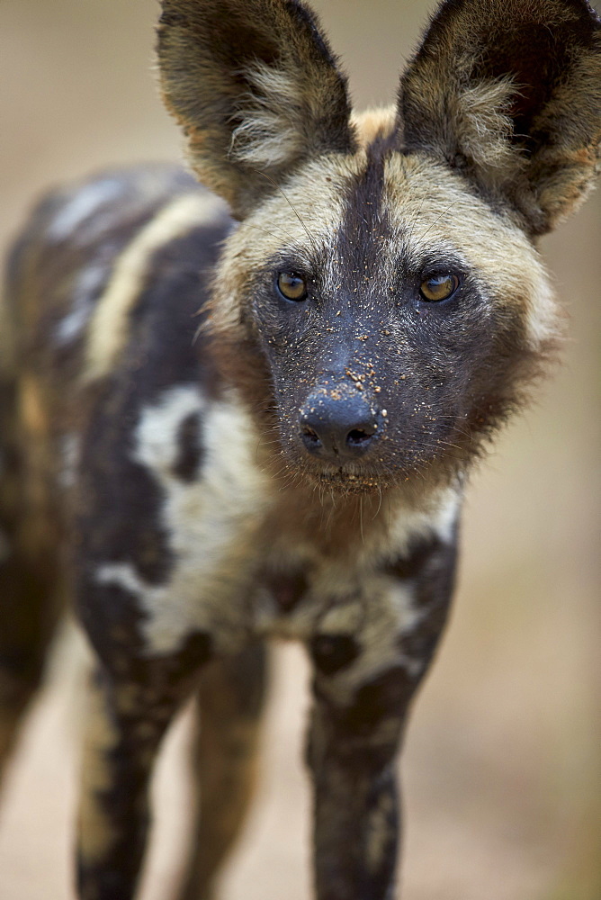 African wild dog (African hunting dog) (Cape hunting dog) (Lycaon pictus), Kruger National Park, South Africa, Africa