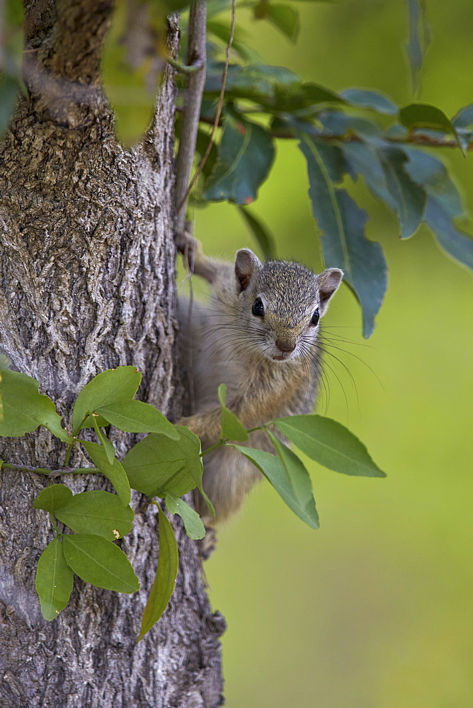 Tree squirrel (Smith's bush squirrel) (yellow-footed squirrel) (Paraxerus cepapi), Kruger National Park, South Africa, Africa