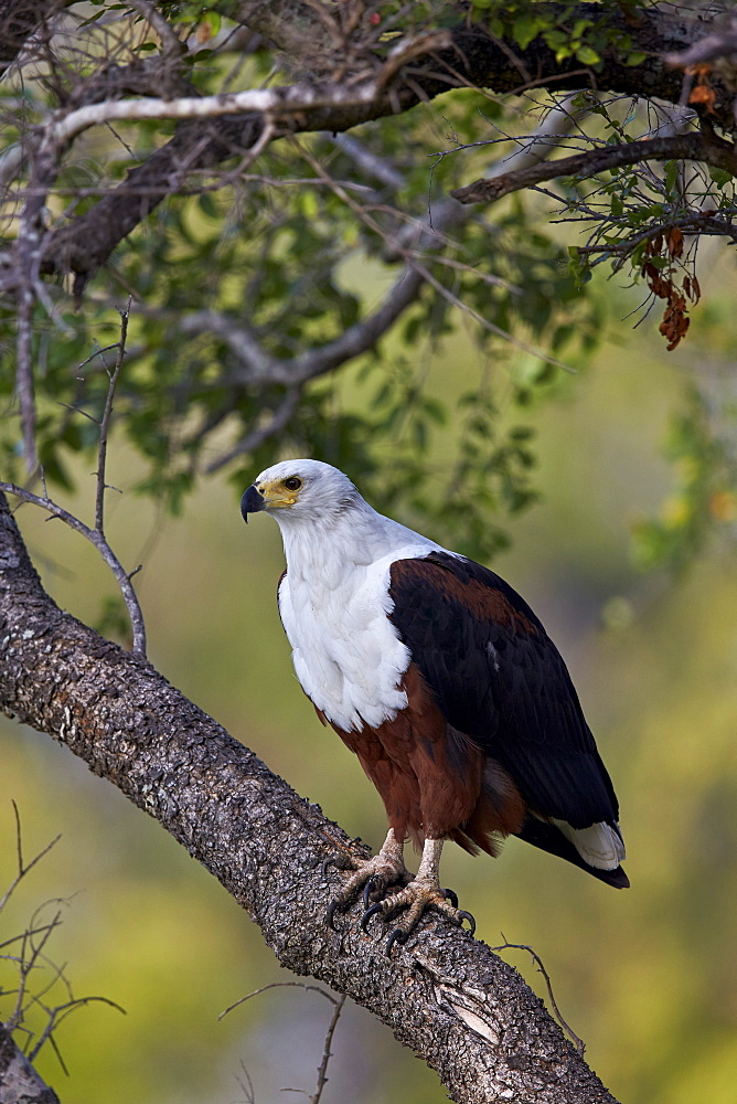 African fish eagle (Haliaeetus vocifer), Kruger National Park, South Africa, Africa