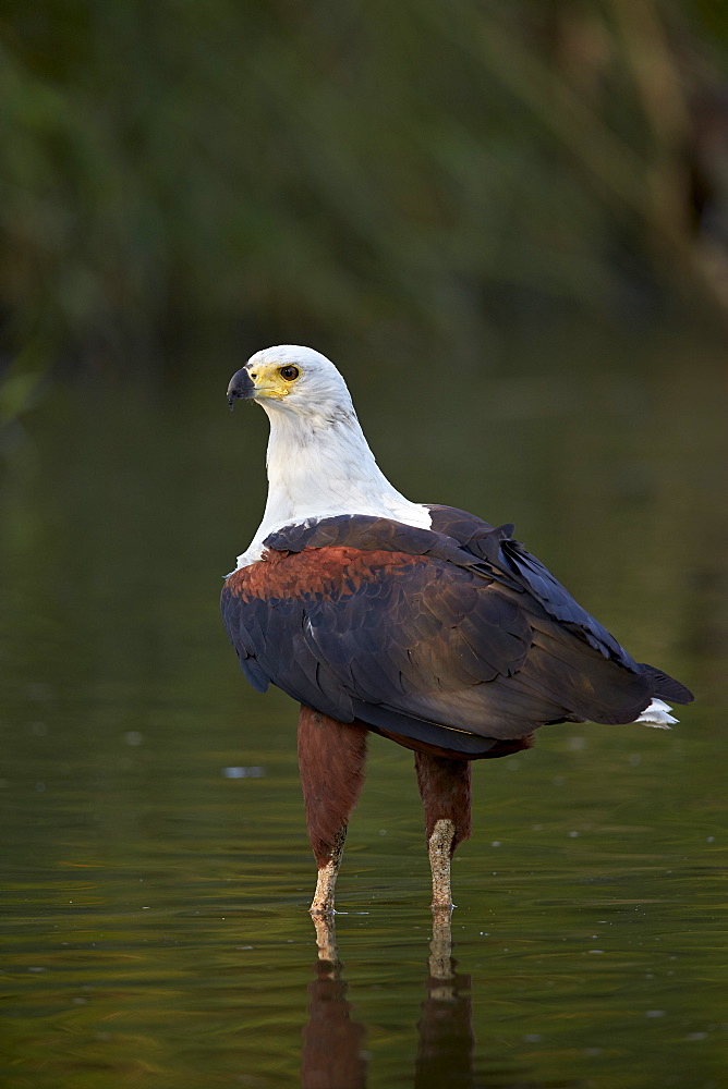 African fish eagle (Haliaeetus vocifer), Kruger National Park, South Africa, Africa