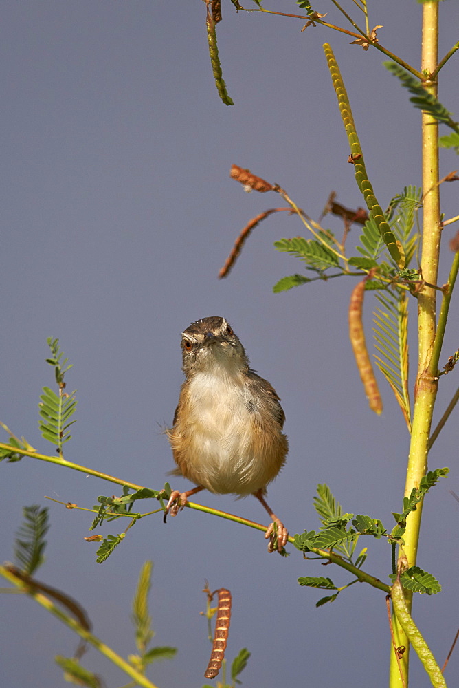 Tawny-flanked prinia (Prinia subflava), Kruger National Park, South Africa, Africa