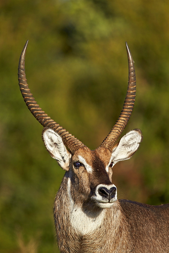 Common waterbuck (Ellipsen waterbuck) (Kobus ellipsiprymnus ellipsiprymnus) buck, Kruger National Park, South Africa, Africa