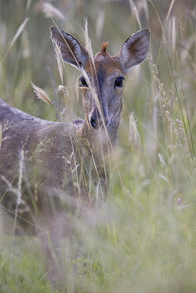 Common duiker (grey duiker) (bush duiker) (Sylvicapra grimmia), female, Kruger National Park, South Africa, Africa